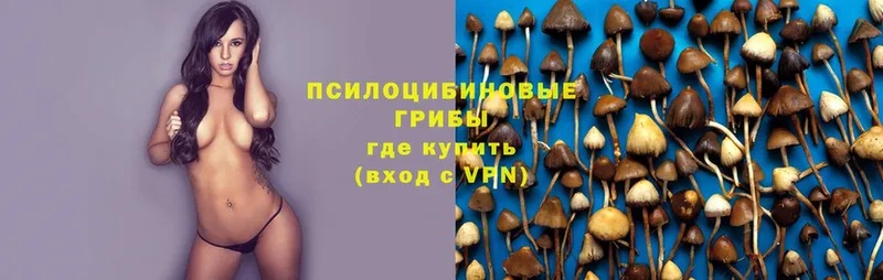 купить наркотики цена  hydra ссылка  Псилоцибиновые грибы Cubensis  Прохладный 